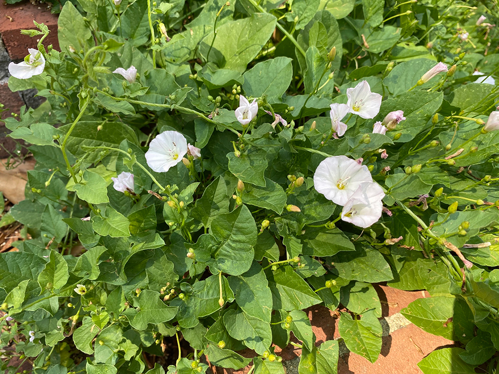 Field Bindweed vine