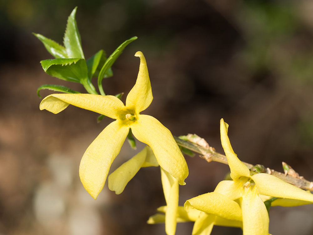 forsythia