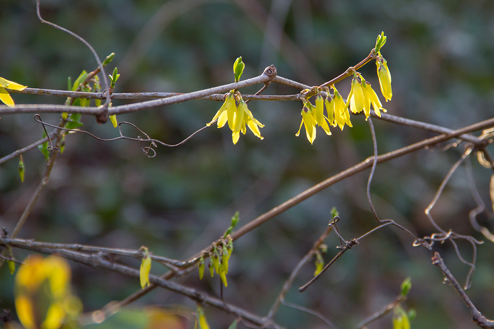 forsythia