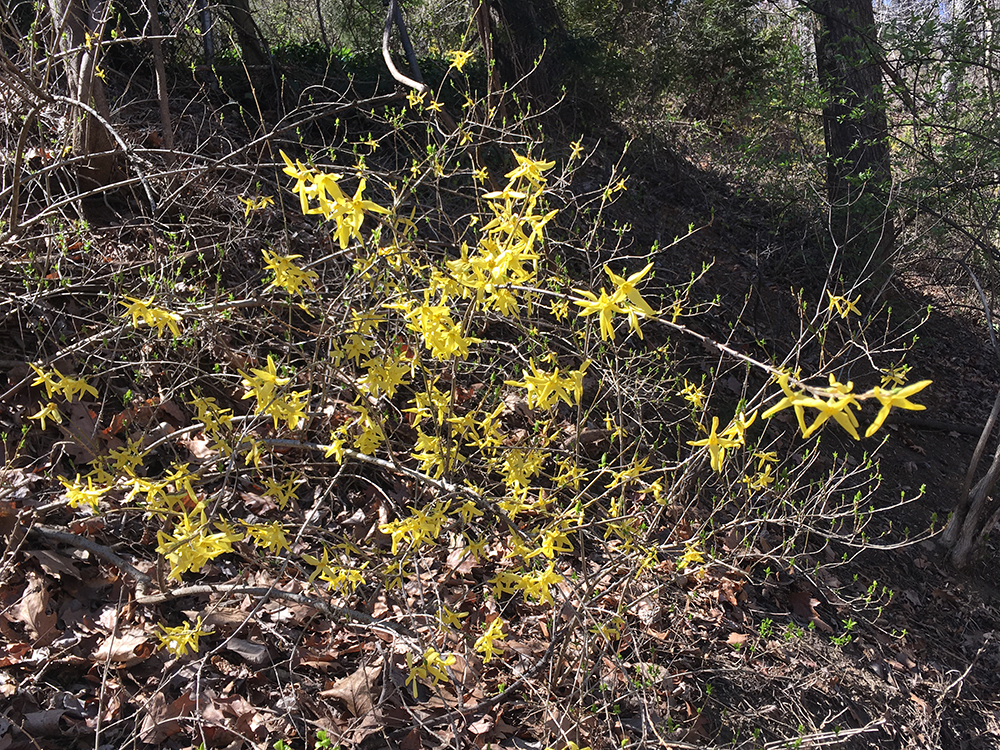 forsythia