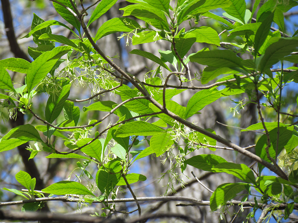 Fringe Tree