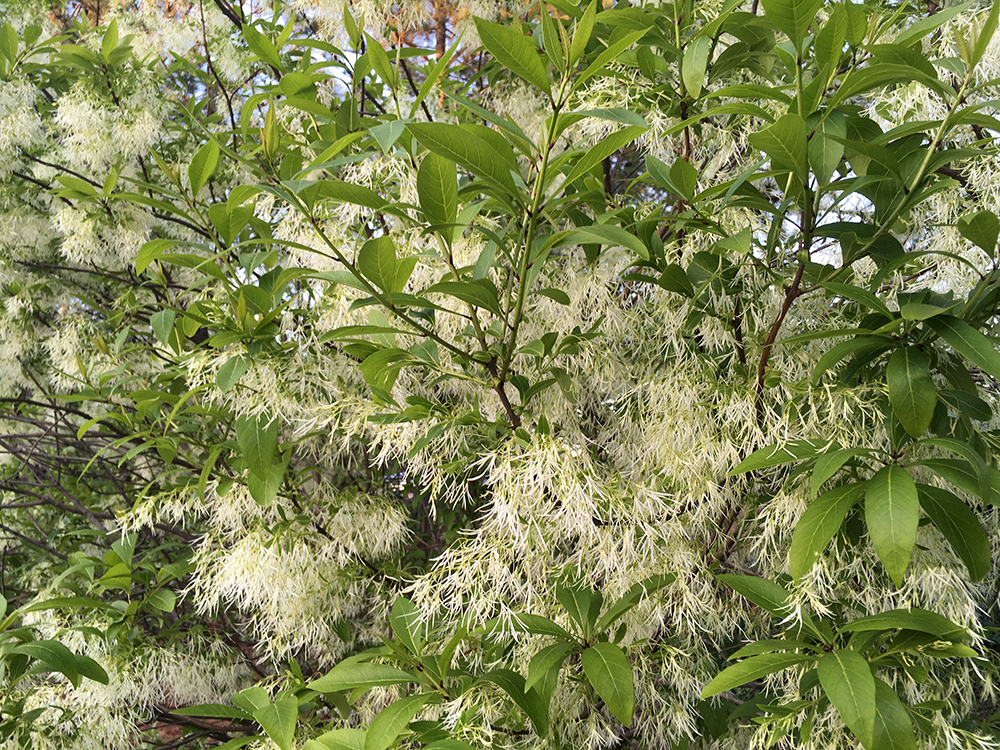 Fringe Tree