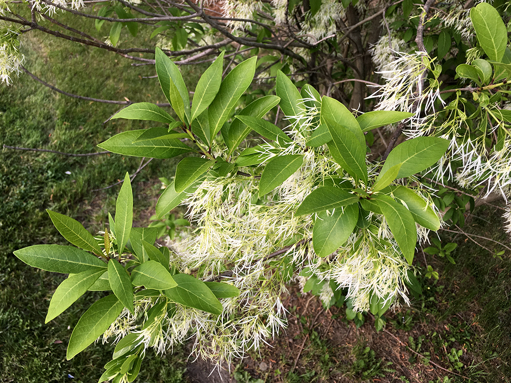 Fringe Tree