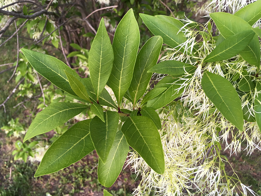 Fringe Tree