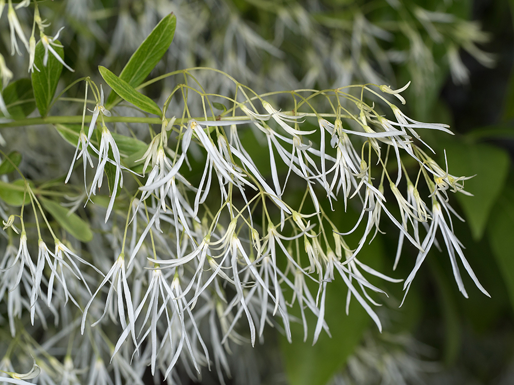 Fringe Tree flowers