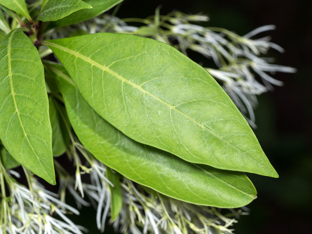 Fringe Tree leaves