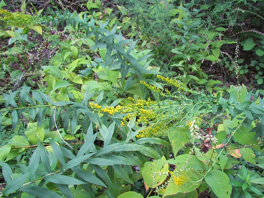 Elm-leaved Goldenrod