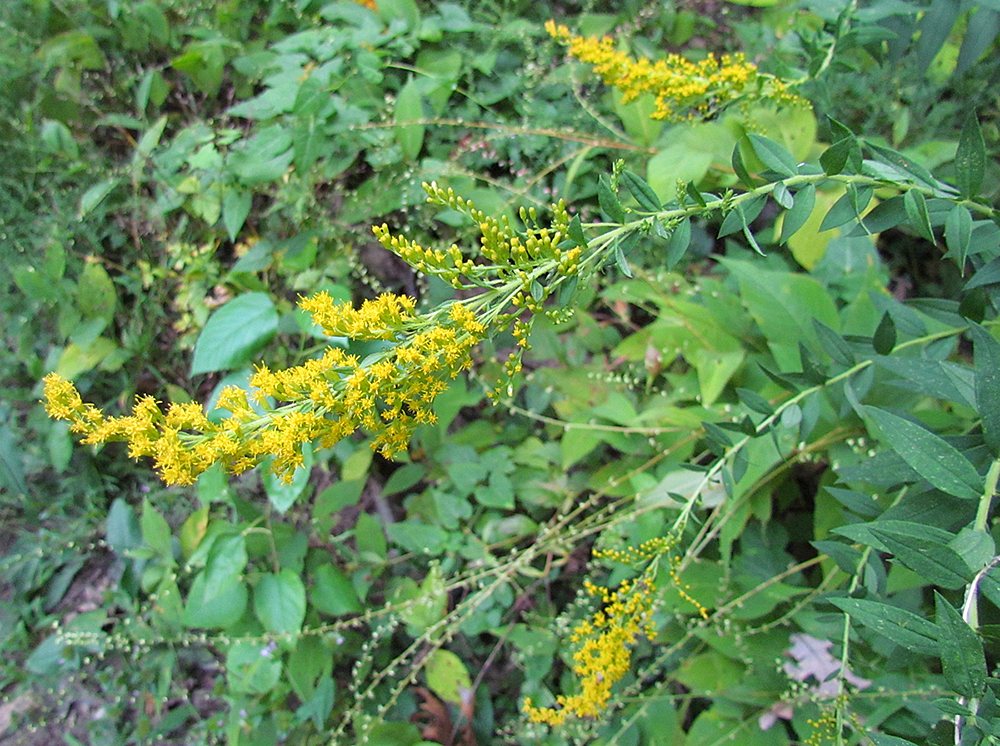 Elm-leaved Goldenrod