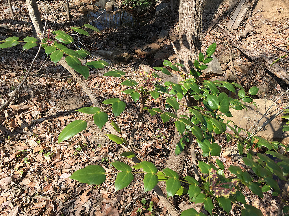 American Holly