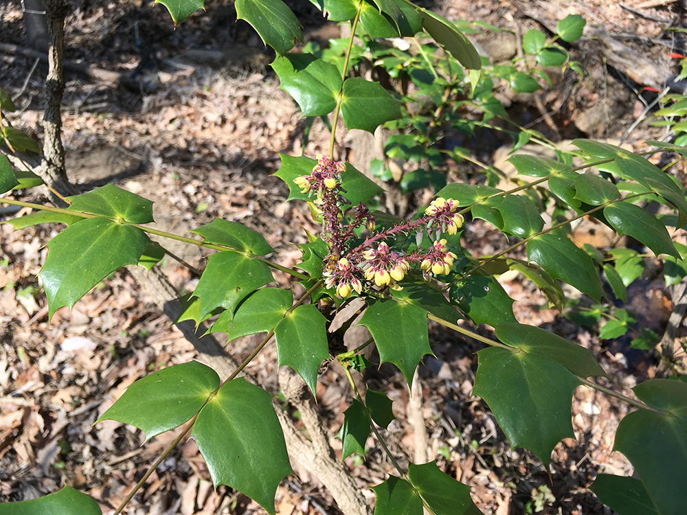 American Holly