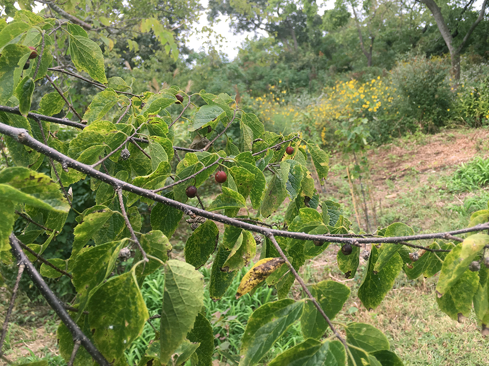 Common Hackberry