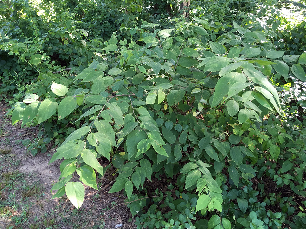 Common Hackberry