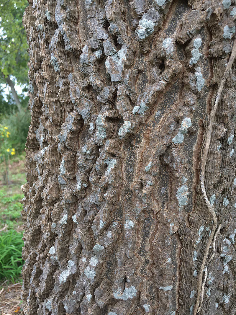 Common Hackberry