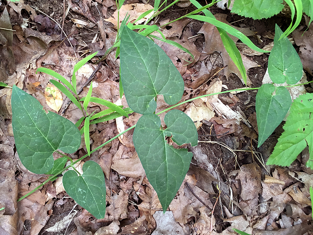 Hedge Bindweed