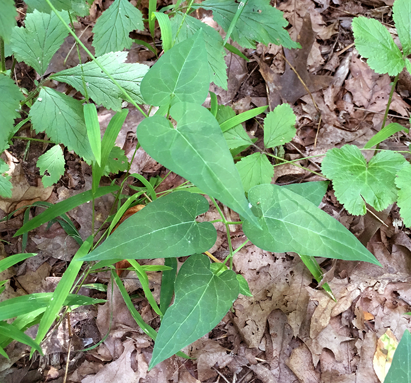 Hedge Bindweed