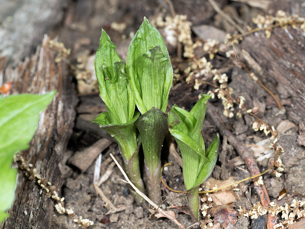 Broad-leaved Helleborine