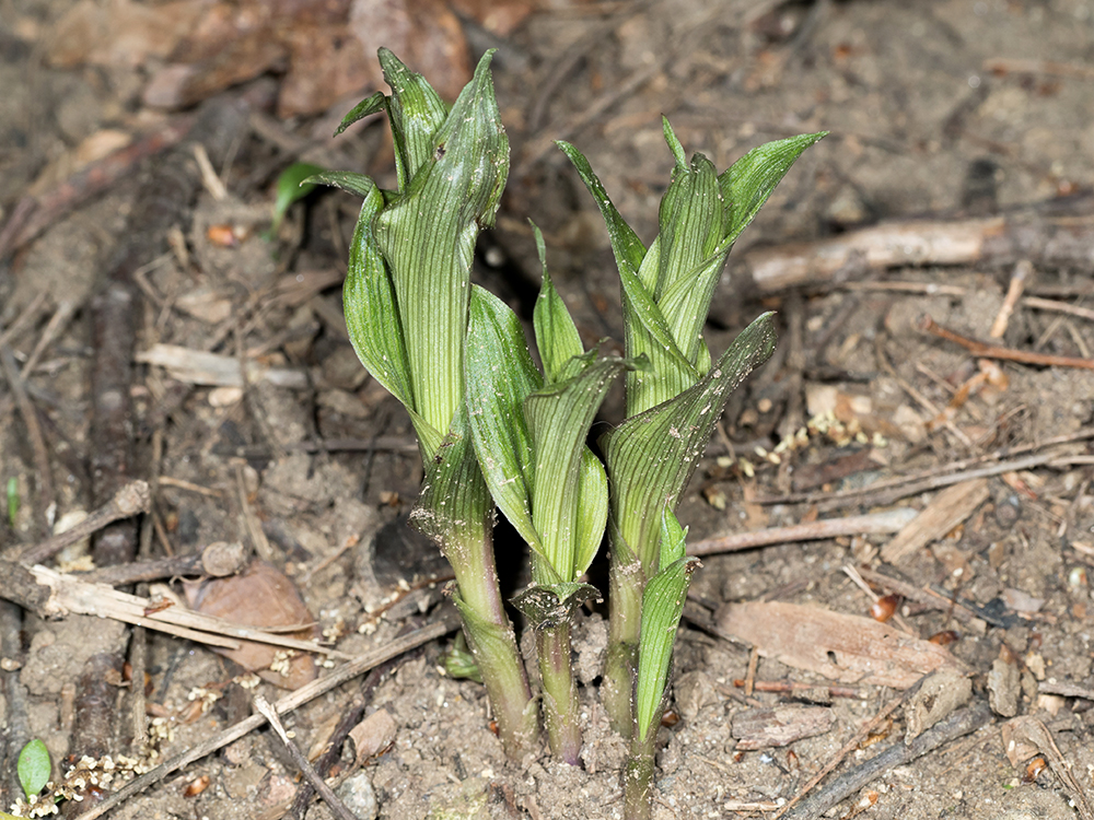 Broad-leaved Helleborine