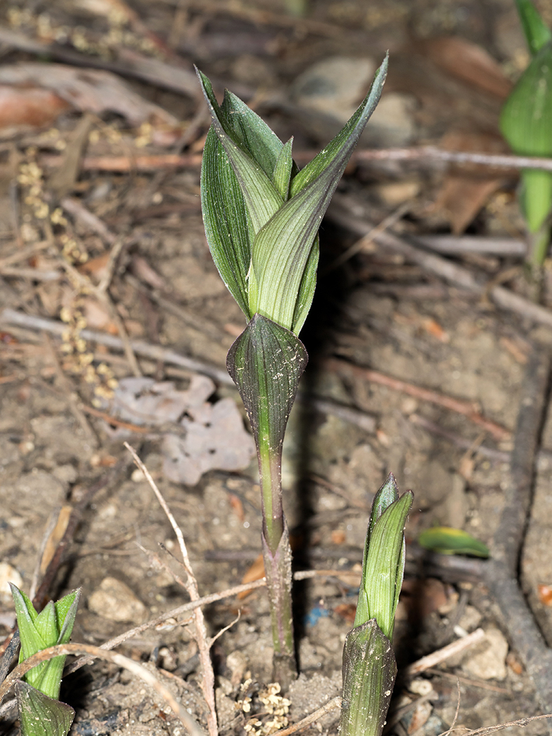 Broad-leaved Helleborine