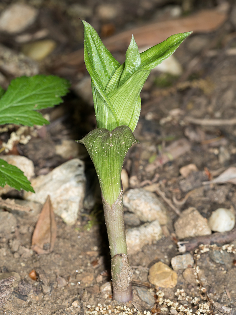 Broad-leaved Helleborine