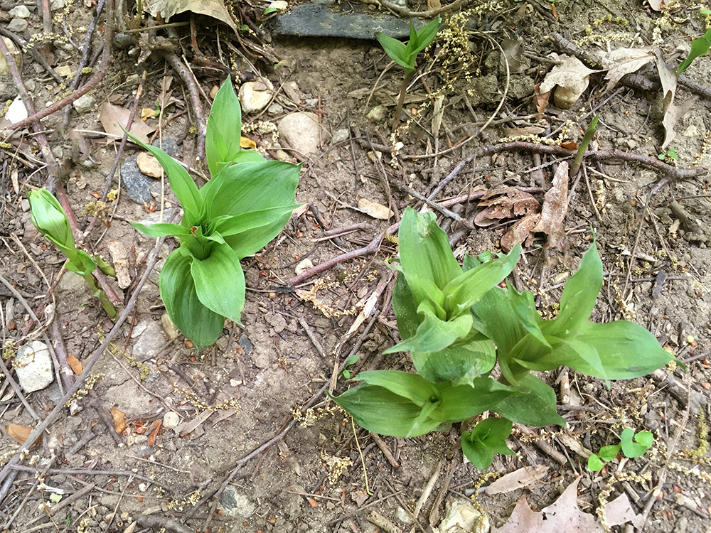 Broad-leaved Helleborine