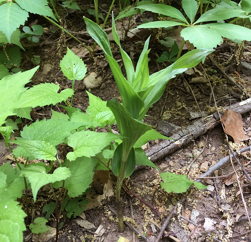 Broad-leaved Helleborine