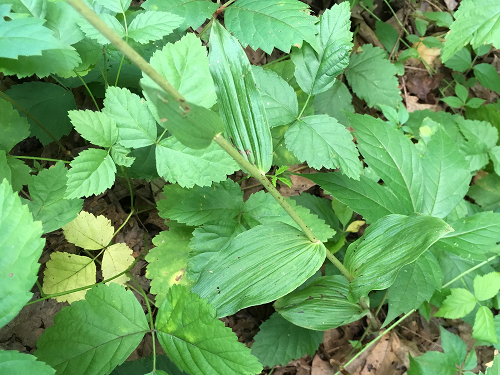 Broad-leaved Helleborine