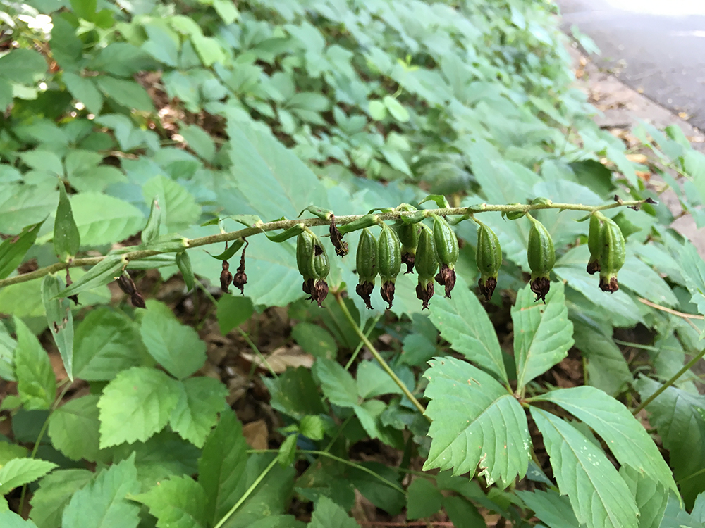 Broad-leaved Helleborine