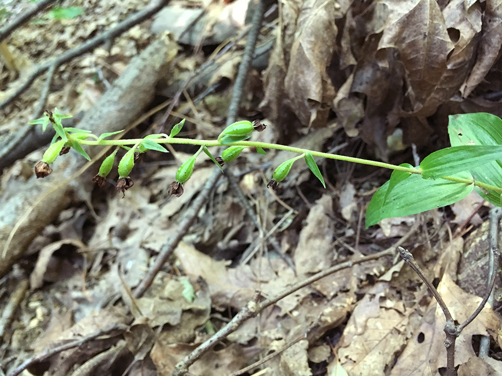 Broad-leaved Helleborine