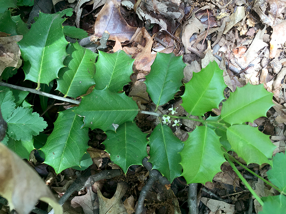 American Holly