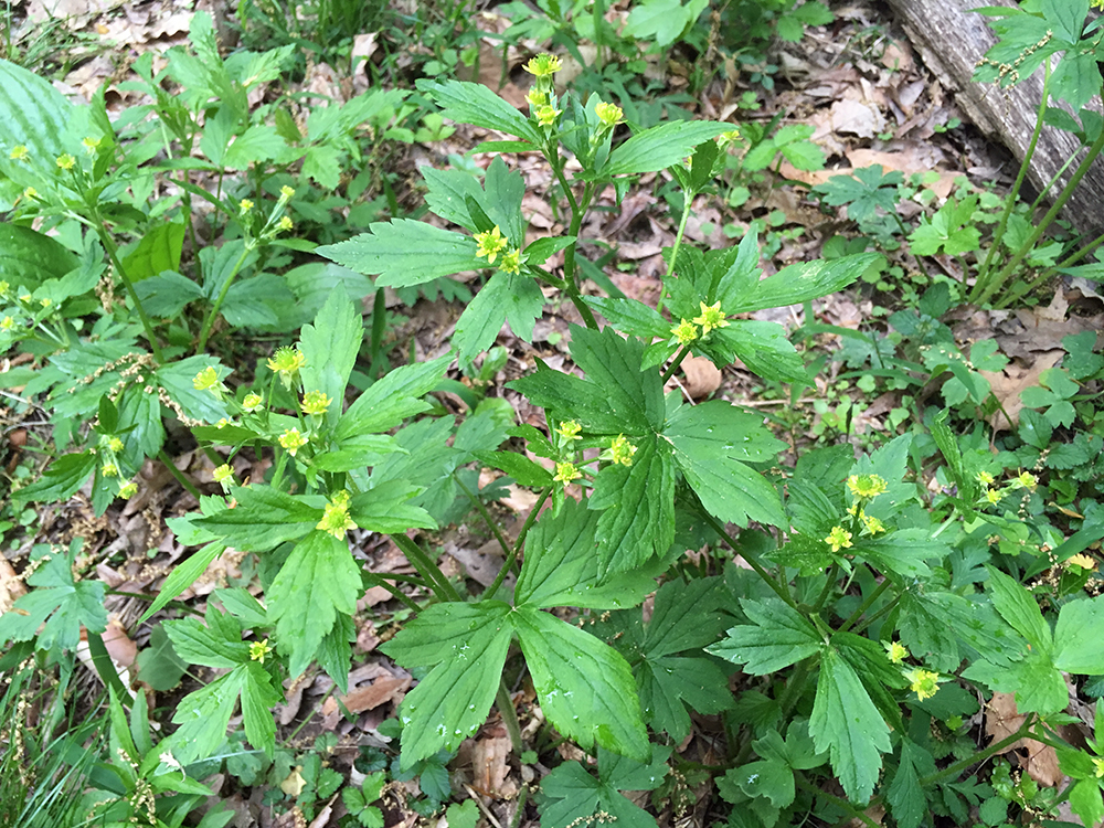 Hooked Buttercup plant