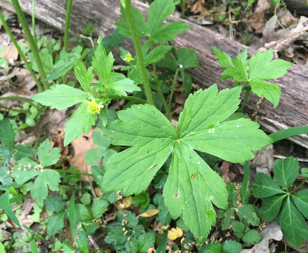 Hooked Buttercup leaves