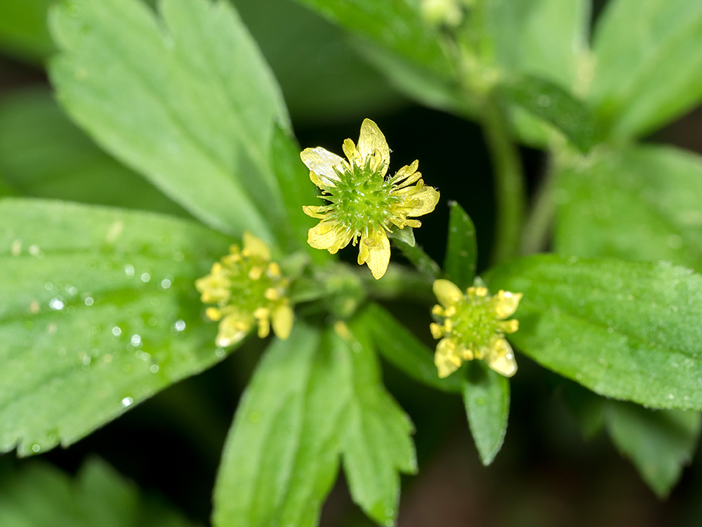 Hooked Buttercup flower