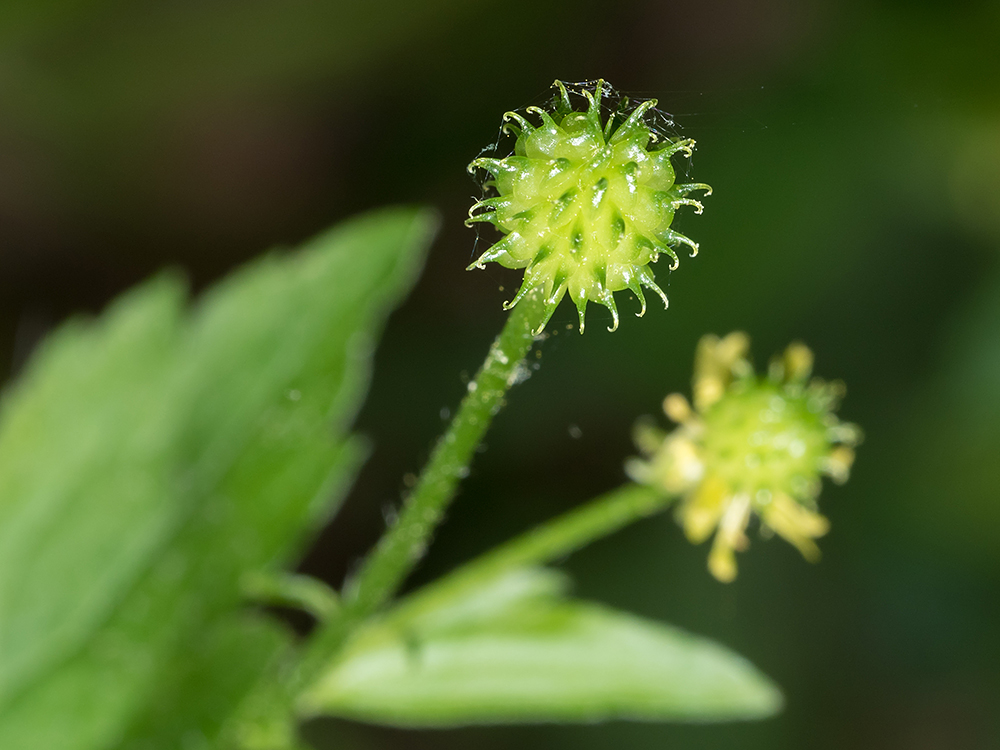 Hooked Buttercup seedpod