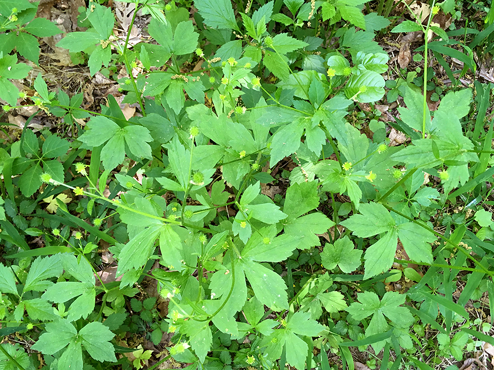 Hooked Buttercup plants