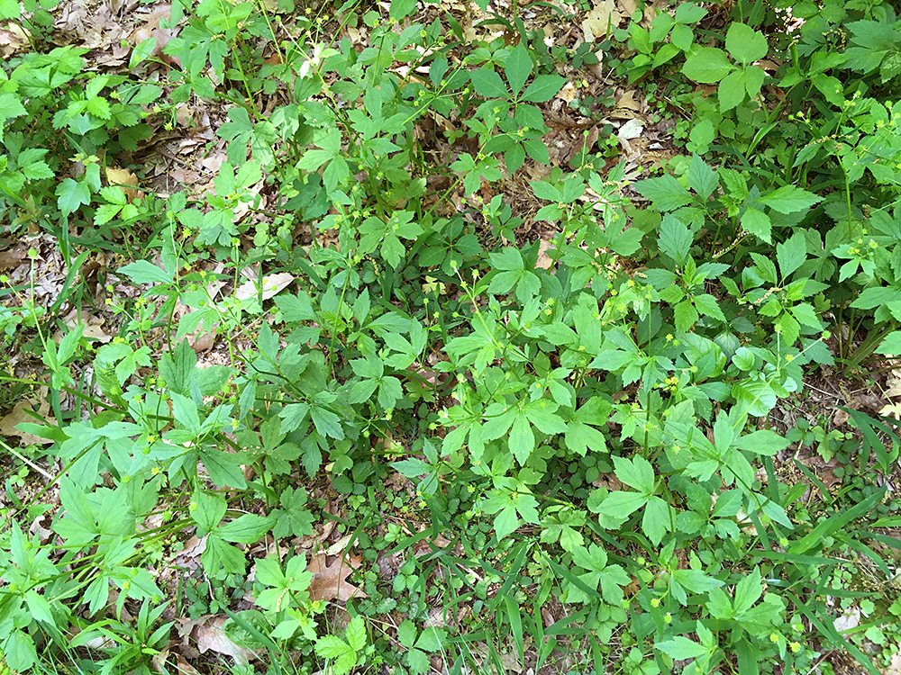 Hooked Buttercup plants