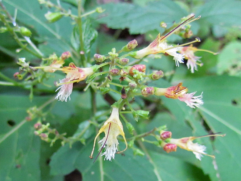 Horsebalm flowers