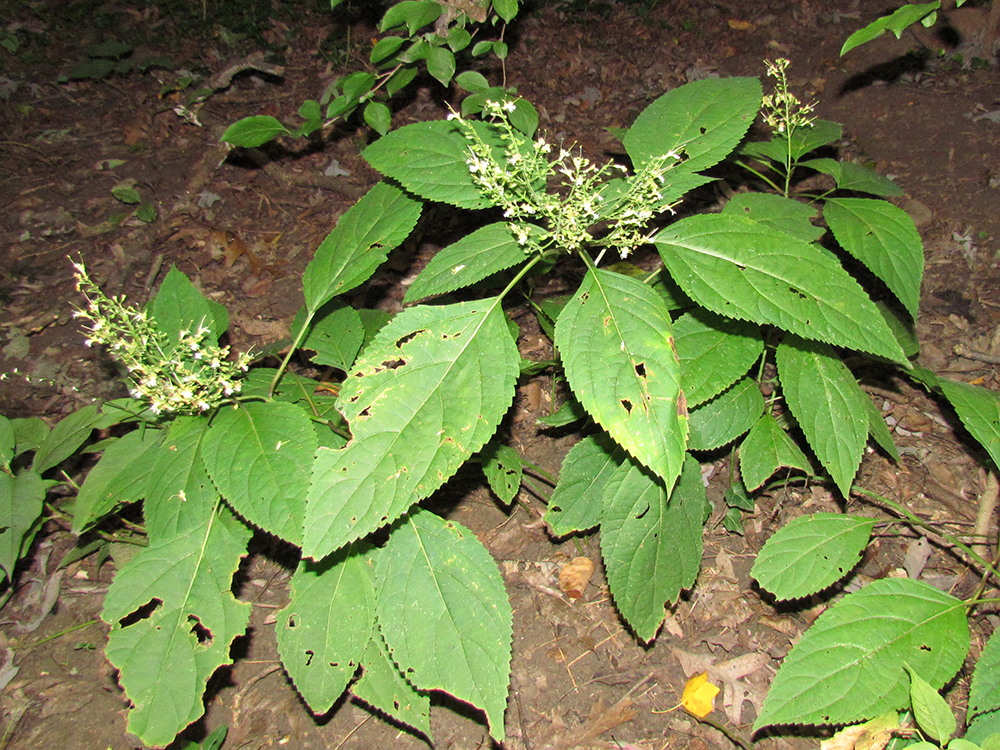 Horsebalm plants