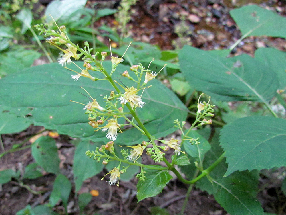 Horsebalm in bloom