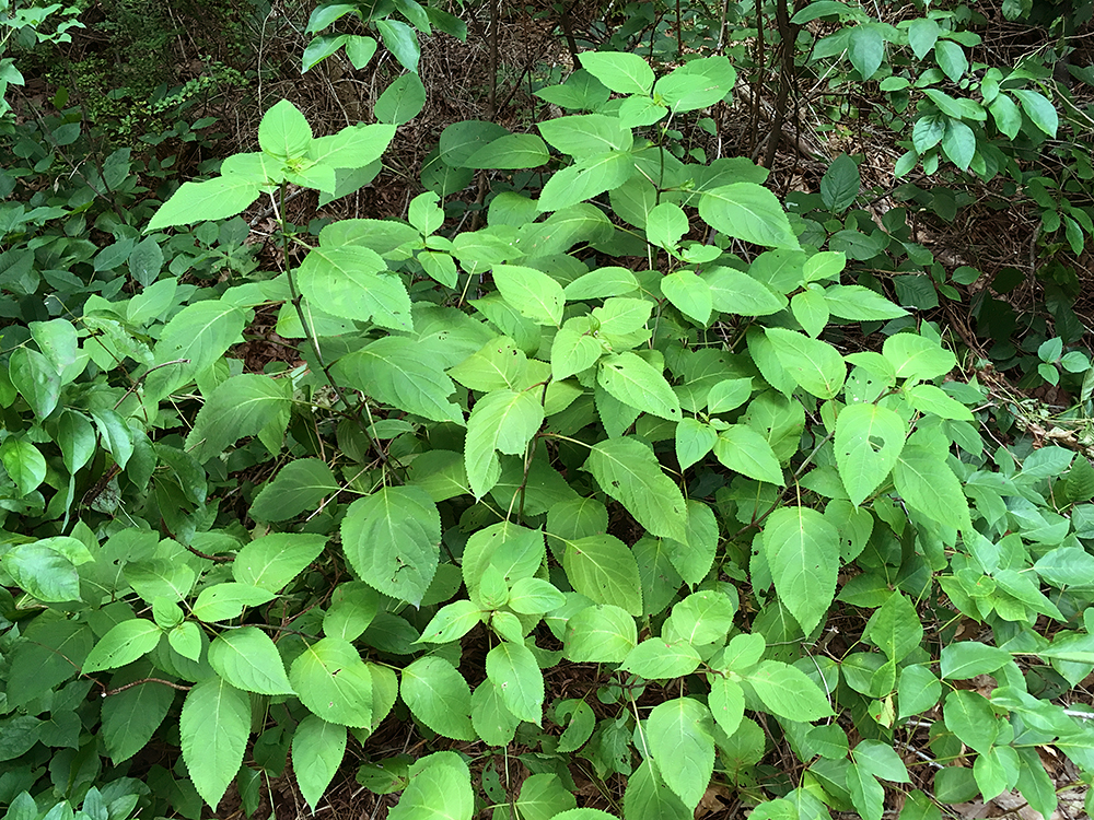 Horsebalm in bloom