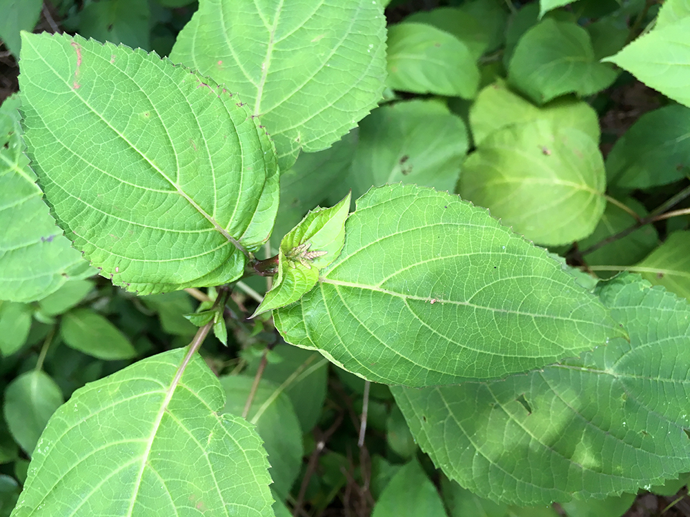 Horsebalm in bloom