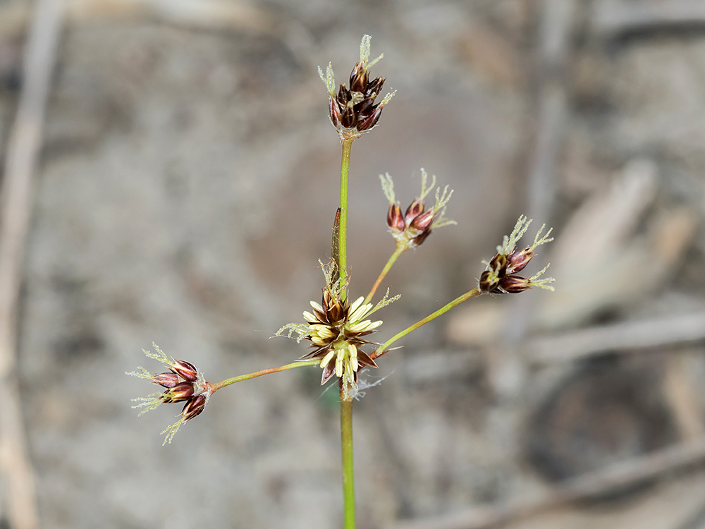 Hedgehog Woodrush flowers