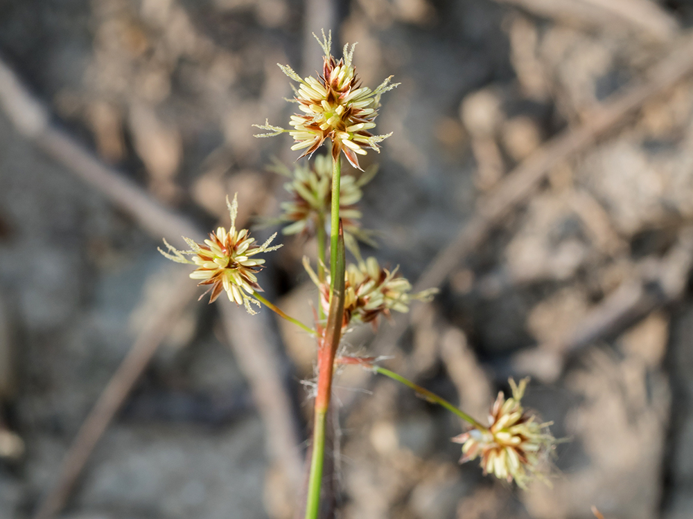 Hedgehog Woodrush flowers