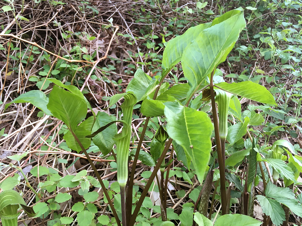 A clump of blooming Jack-in-the-Pulpit plants