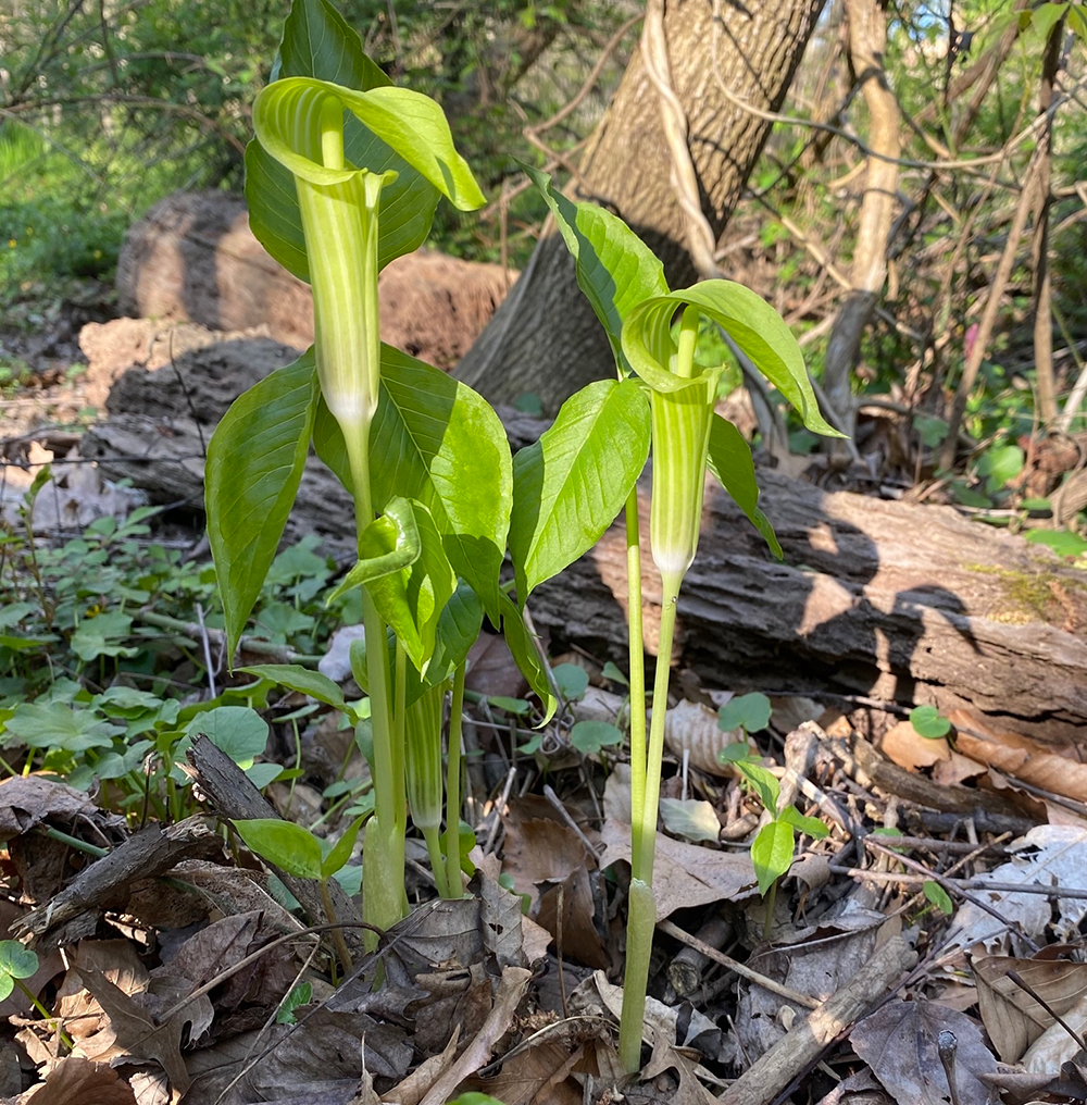 Several blooming Jack-in-the-Pulpit plants
