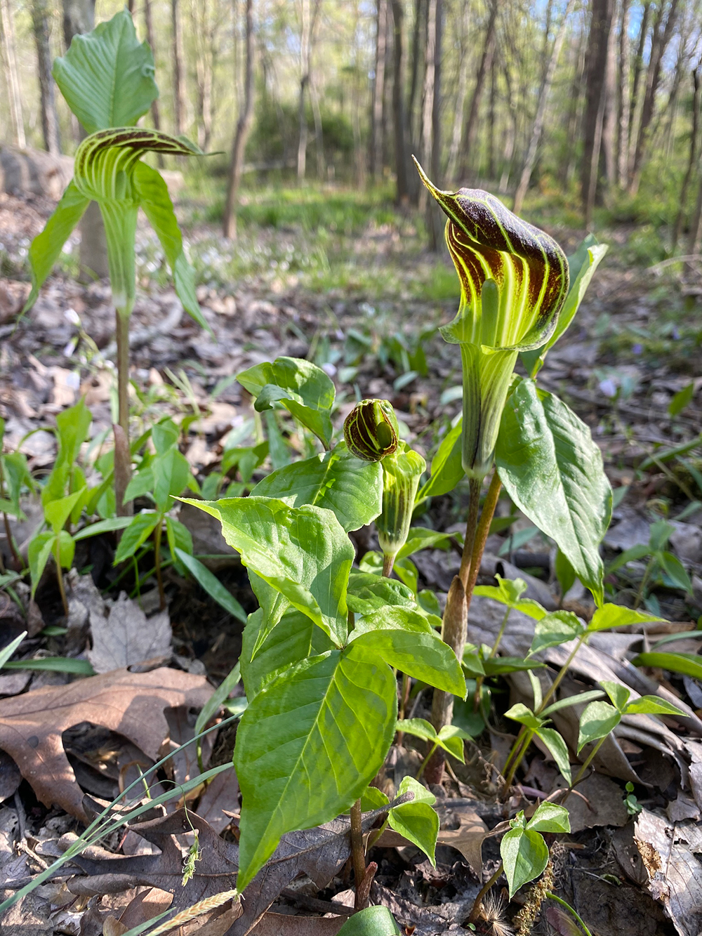 Several blooming Jack-in-the-Pulpit plants