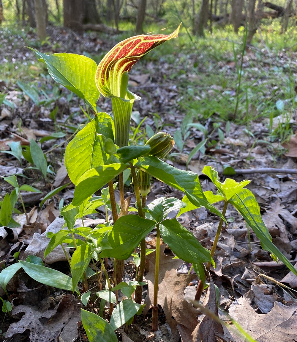 Several blooming Jack-in-the-Pulpit plants