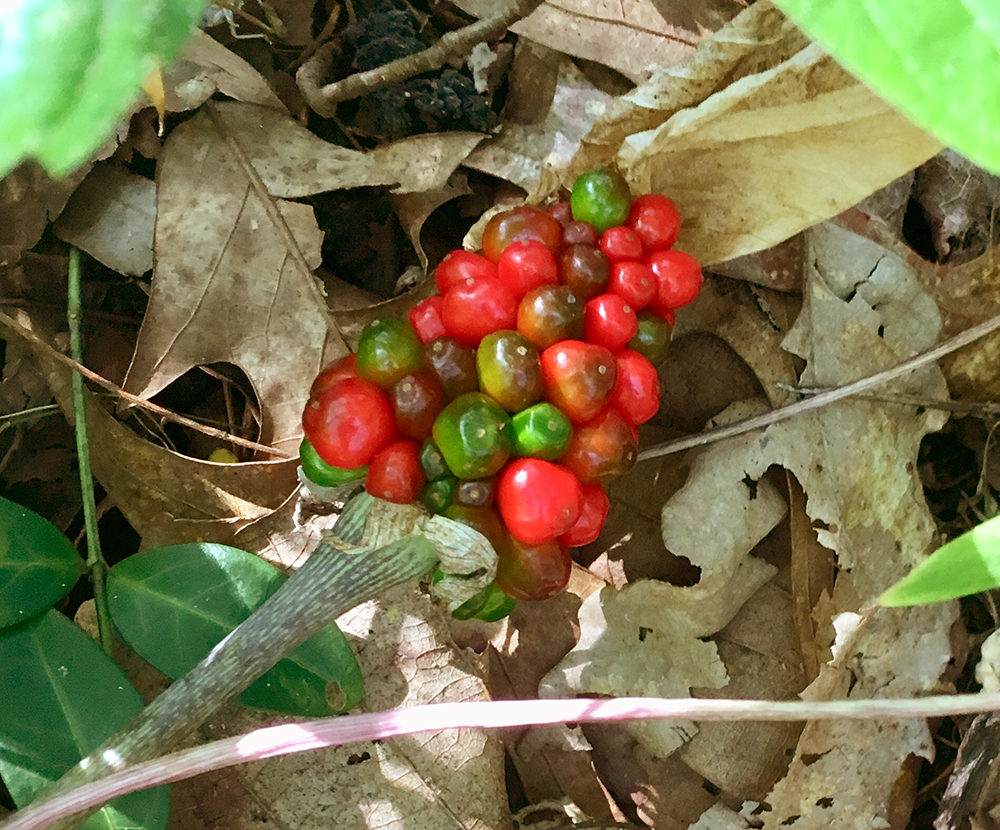 Jack-in-the-Pulipt berries