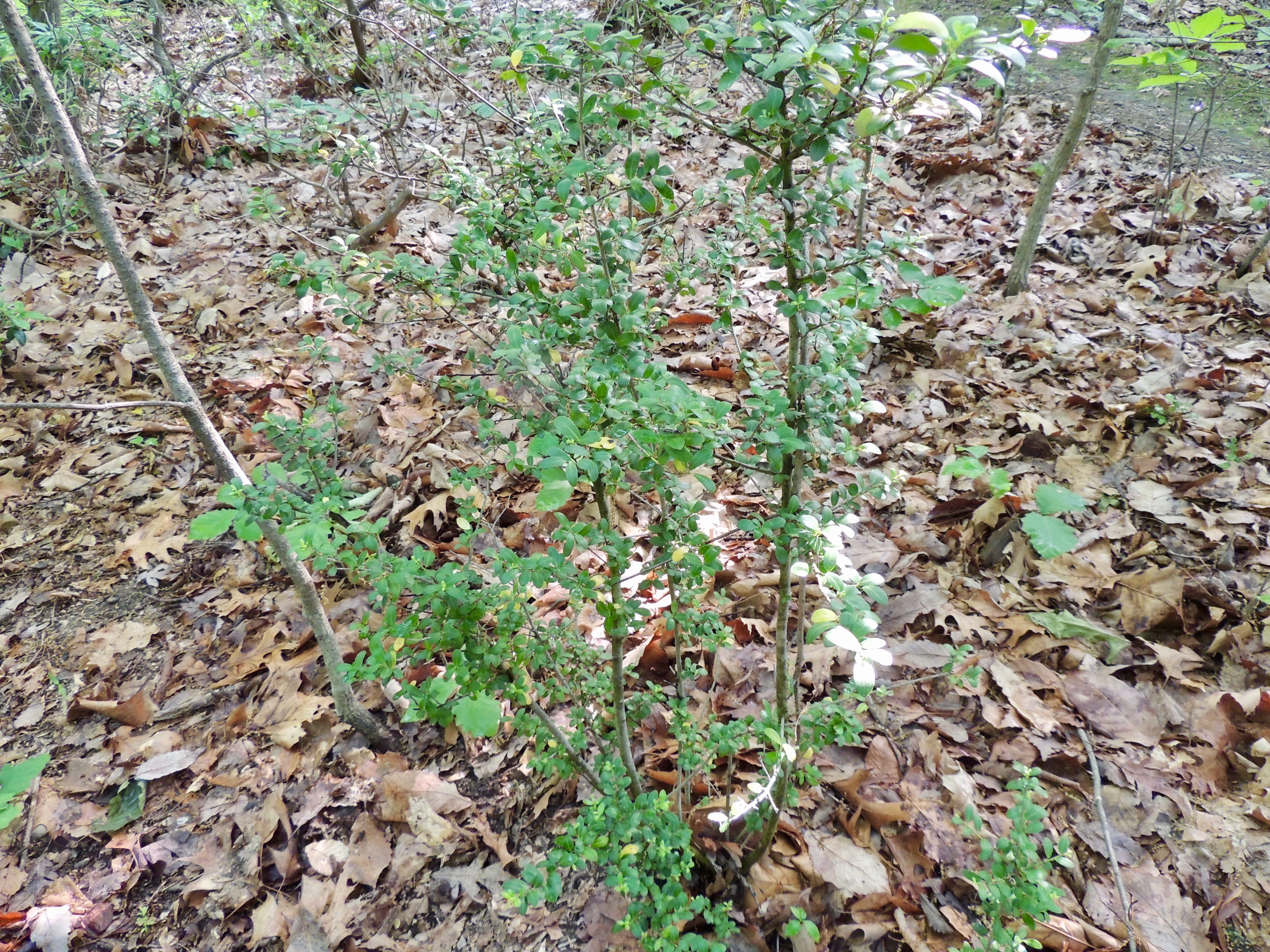 Japanese Holly