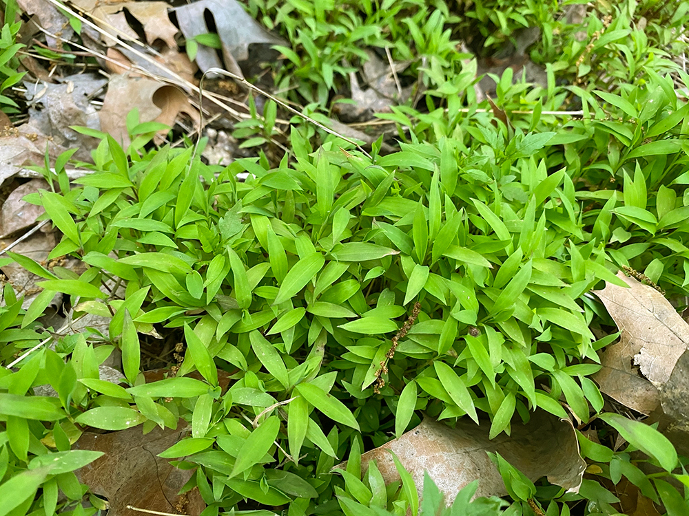 Japanese Stiltgrass