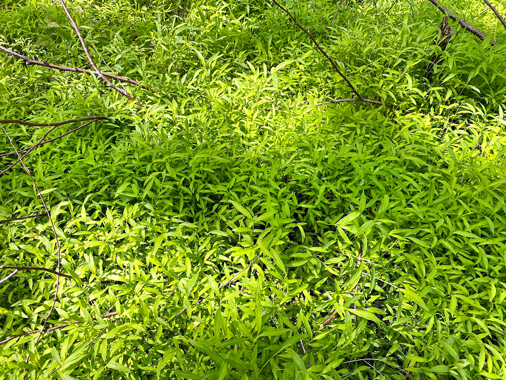 Japanese Stiltgrass